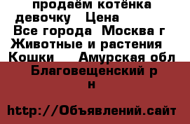 продаём котёнка девочку › Цена ­ 6 500 - Все города, Москва г. Животные и растения » Кошки   . Амурская обл.,Благовещенский р-н